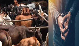 गौ-तस्करों के खिलाफ बड़ी कार्रवाई, 6 मवेशी के साथ 2 पशु तस्कर गिरफ्तार