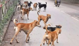 नवजात शिशु का शव मुंह में दबाये घूम रहा था कुत्ता, जांच में जुटी पुलिस