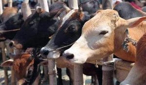 उत्तराखंड और हिमाचल प्रदेश में गौ तस्करी के गिरोह का भंडाफोड़, 10 तस्कर गिरफ्तार