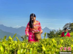 दूसरा मोथ्वो चाय संस्कृति पर्यटन सत्र शुरू 