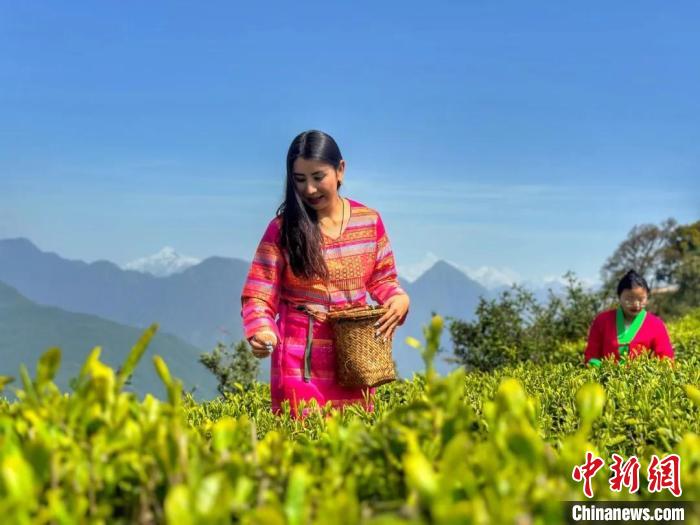 दूसरा मोथ्वो चाय संस्कृति पर्यटन सत्र शुरू 