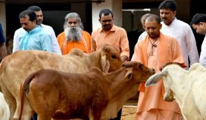 UP में 16 लाख से अधिक बेसहारा गोवंश की सेवा कर रही योगी सरकार