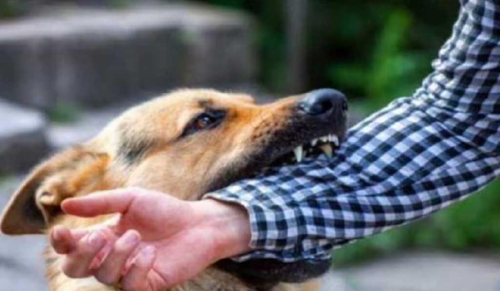 Dog Attack Case In Doda