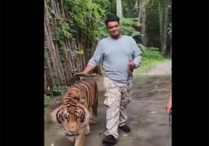 बाघ के साथ सेल्फी लेना भारतीय पर्यटक को पड़ा भारी; बाघ ने किया अचानक हमला- वीडियो वायरल