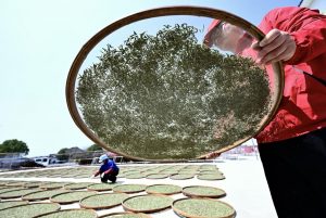 FAO ने चीन की छह नई कृषि विरासत प्रणालियों को दी मान्यता