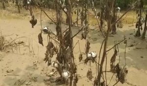 मानसून से पहले की बारिश बनी किसानों के लिए मुसीबत, 35,000 हेक्टेयर फसलें बर्बाद, आठ लोगों की मौत