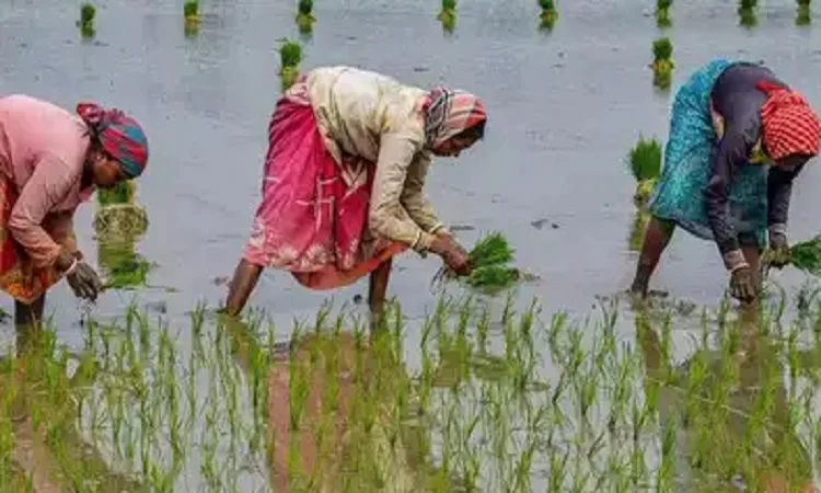 किसान गेहूं की तरह बोएं धान, कम होगी लागत, उपज भी होगी बराबर