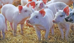 Swine Flu के बढ़ते मामलों के कारण इस राज्य में सूअरों की खरीद-बिक्री पर लगा प्रतिबंध