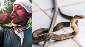 ‘रील’ बनाने के लिए सांप को चूम रहे व्यक्ति को सांप ने डसा, हालत गंभीर