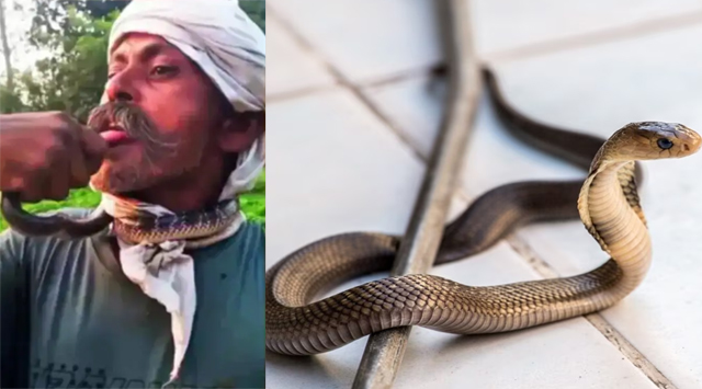 ‘रील’ बनाने के लिए सांप को चूम रहे व्यक्ति को सांप ने डसा, हालत गंभीर