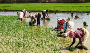 किसानों की सहायता के लिए सरकार चला रही ये खास योजनाएं, जानिए कैसे लें लाभ