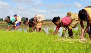 6.1 करोड़ से अधिक किसानों के भूमि रिकॉर्ड डिजिटल आईडी से जुड़े