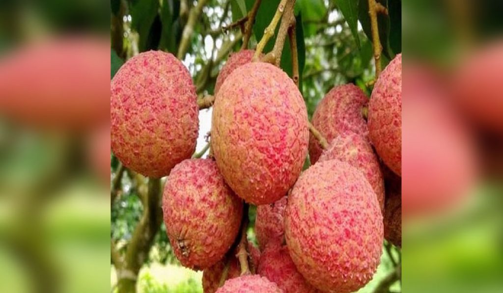 Punjab Litchi Export