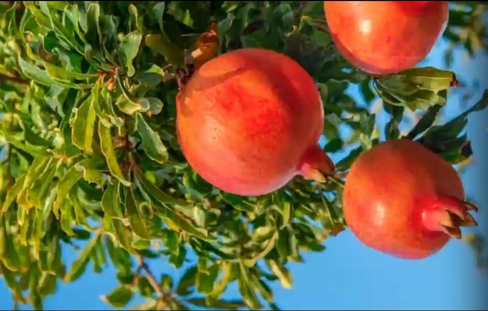 चीन-मध्य एशिया संबंध: अनार के फूलों सा खिलता विश्वास और समृद्धि का साझा भविष्य