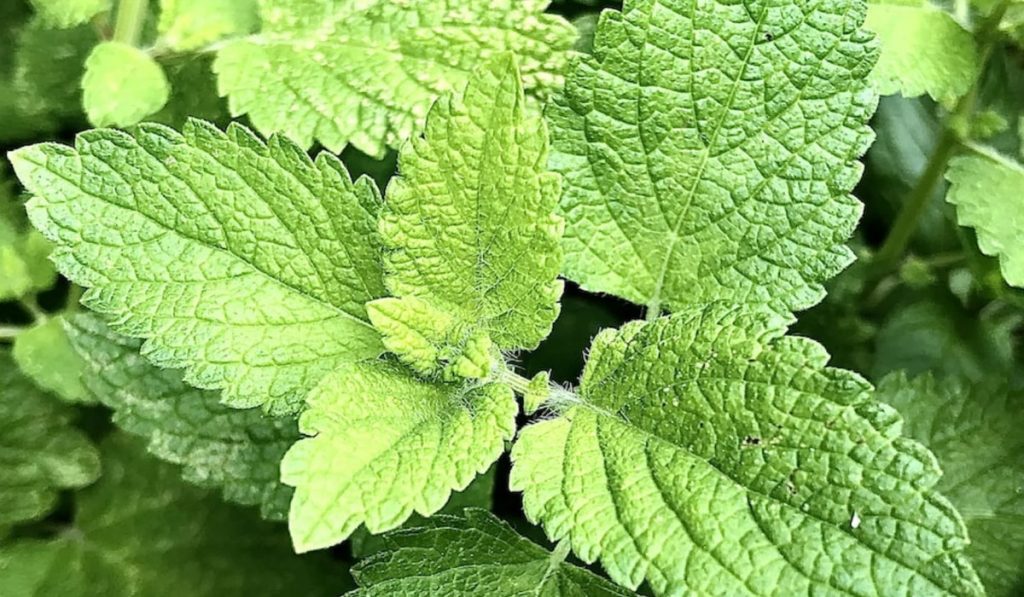 Mint