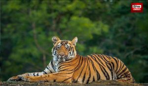 Video : किसान के घर घुसा Royal Bengal Tiger, मचा हड़कंप… शख्स ने ऐसे बचाई परिजनों की जान