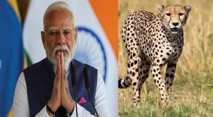 ‘चीते खुश हैं, नए घर में अच्छी तरह ढल गए हैं’: पीएम मोदी ने भारत में चीतों को फिर से लाने के लिए नामीबिया को किया धन्यवाद