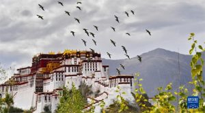 शीत्सांग और छिंगहाई को सहायता देने वाले नई खेप के कार्यकर्ता गंतव्य स्थल पहुंचे