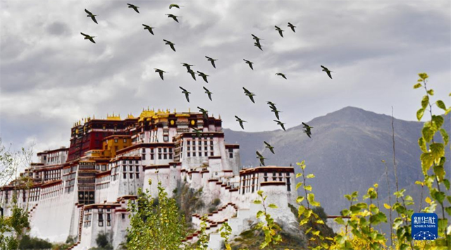 शीत्सांग और छिंगहाई को सहायता देने वाले नई खेप के कार्यकर्ता गंतव्य स्थल पहुंचे