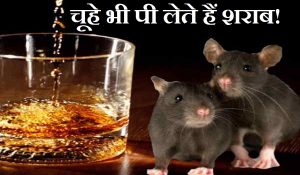 व्यापारियों का बहाना या असलियत… इस राज्य में शराब की 800 बोतलें गटक गए चूहे