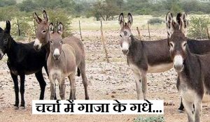 गाजा में गधे क्यों चुरा रही है इजरायली सेना? फिलिस्तीनियों ने बयां की ये चौंका देने वाली सच्चाई