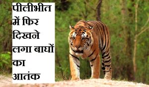 UP के इस जिले में बाघों का आतंक, महिला को मार डाला; पहले भी ले चुके कई लोगों की जान