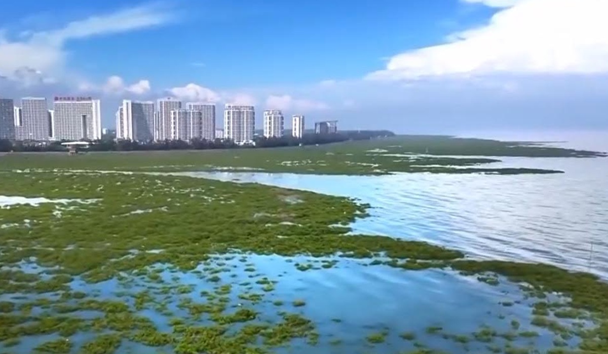 चीन ने “14वीं पंचवर्षीय योजना” के तहत मैंग्रोव निर्माण कार्य समय से पहले पूरा किया 