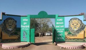 कूनो नेशनल पार्क में मादा चीता ‘नभा’ की मौत, शिकार के दौरान हुआ था फ्रैक्चर… 26 चीते बचे