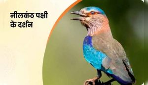 Sawan 2025 : नीलकंठ पक्षी का महादेव से है संबंध… दर्शन से बन जाते हैं सारे काम