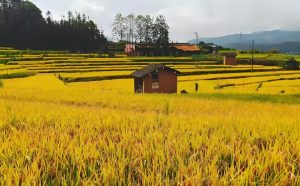 चीन में खरीफ फसल की स्थिति सामान्य से अच्छी हैः चीनी कृषि मंत्रालय
