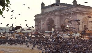 मुंबई में जल्द बंद होंगे कबूतरों के बसेरे, इसलिए लिया गया फैसला, पढ़ें…