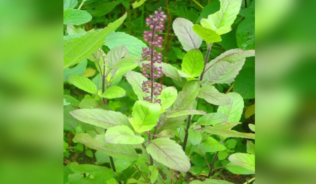 Benefit Of Tulsi