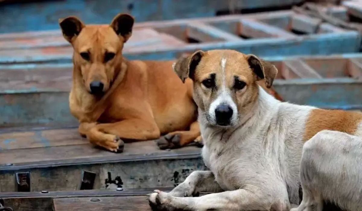 शेल्टर होम या सड़क? स्ट्रे डॉग्स को लेकर सुप्रीम कोर्ट का बड़ा निर्देश, जानिए नया नियम