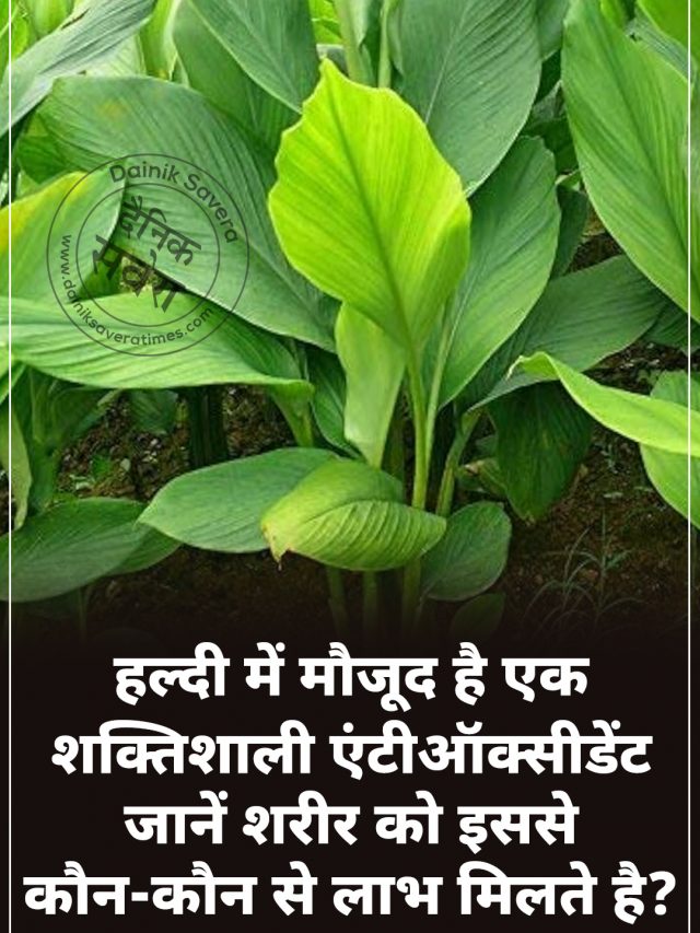 हल्दी में मौजूद है एक शक्तिशाली एंटीऑक्सीडेंट, जानें शरीर को इससे कौन-कौन से लाभ मिलते है?