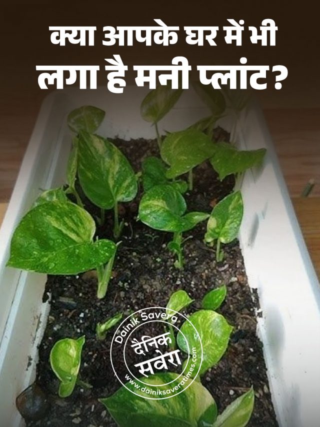 क्या आपके घर में भी लगा है मनी प्लांट? 90% लोग करते हैं ये बड़ी गलती