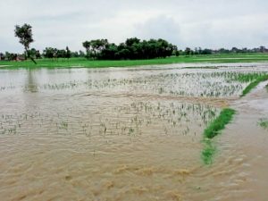 Punjab News: बाढ़ के कारण लगभग 1.75 लाख हेक्टेयर फसल को नुकसान पहुंचा: Hardeep Mundian