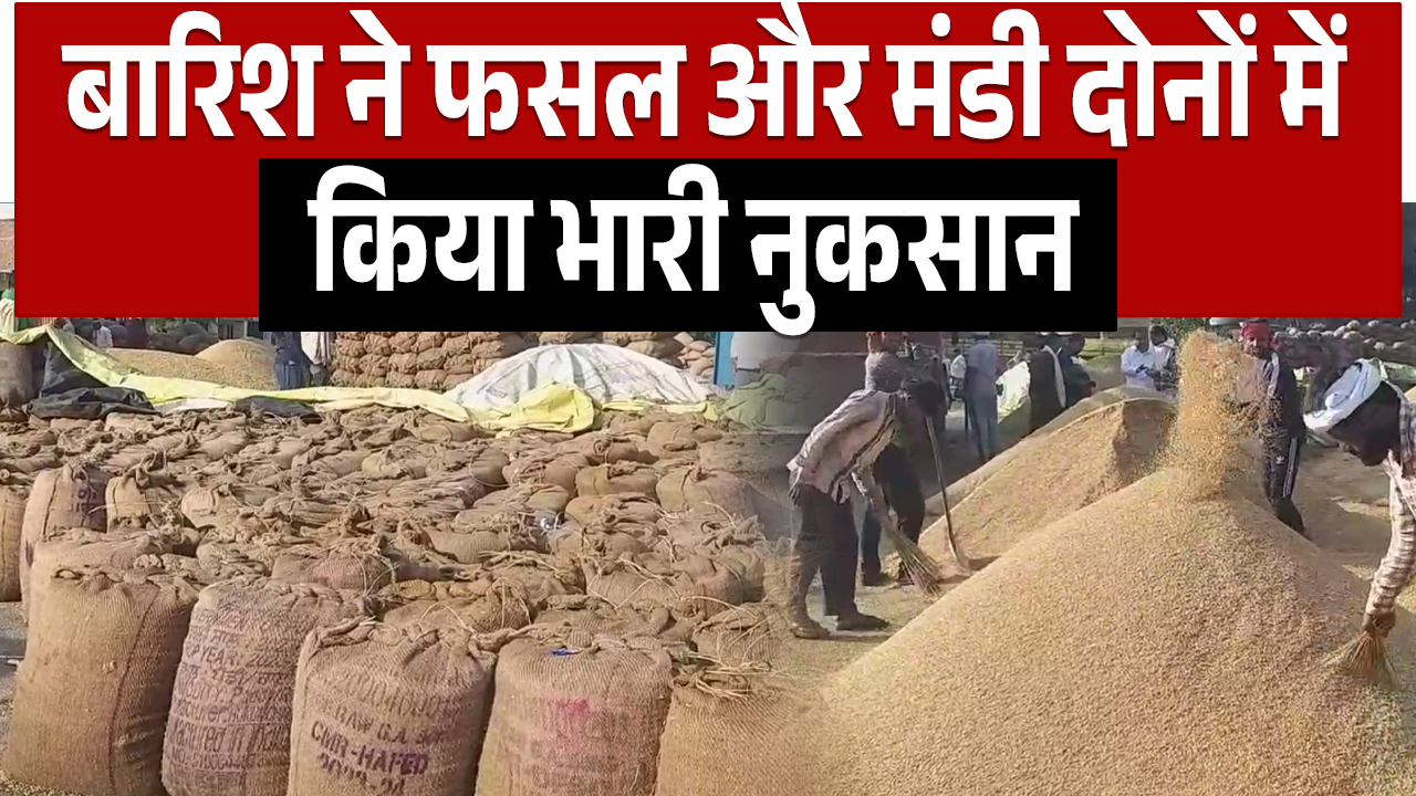 बीमारियों के बाद अब बारिश ने बढ़ाया किसानों का दर्द