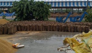 हरियाणा में बारिश बनी मुसीबत, मंडियों में भीग रहा किसानों का धान
