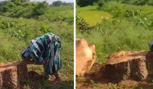 20 साल पहले जिस पेड़ को लगाया, उसे कटा देखकर फूट-फूट कर रोई बुजुर्ग महिला (Video)  