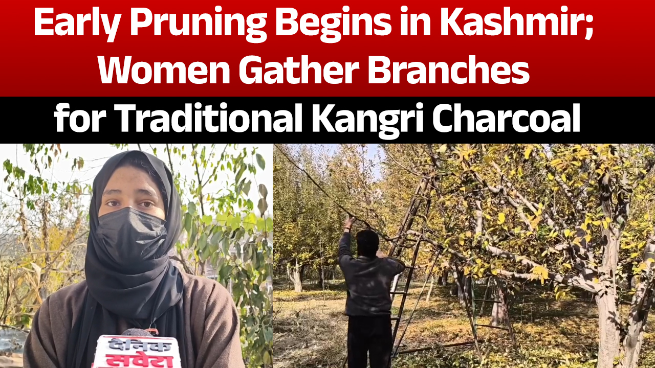 कश्मीर में शुरुआती छंटाई शुरू; महिलाएं पारंपरिक कांगड़ी चारकोल के लिए शाखाएं इकट्ठा कर रही हैं