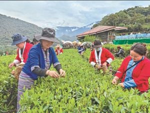 शीत्सांग के मोथो काउंटी ने चाय उत्पादन में अभूतपूर्व सफलता हासिल की