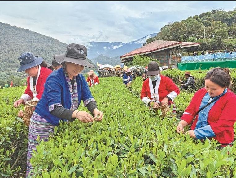 शीत्सांग के मोथो काउंटी ने चाय उत्पादन में अभूतपूर्व सफलता हासिल की