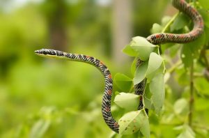 Flying Snakes: क्या सच में पाए जाते हैं उड़ने वाले सांप, जानिए पूरा सच