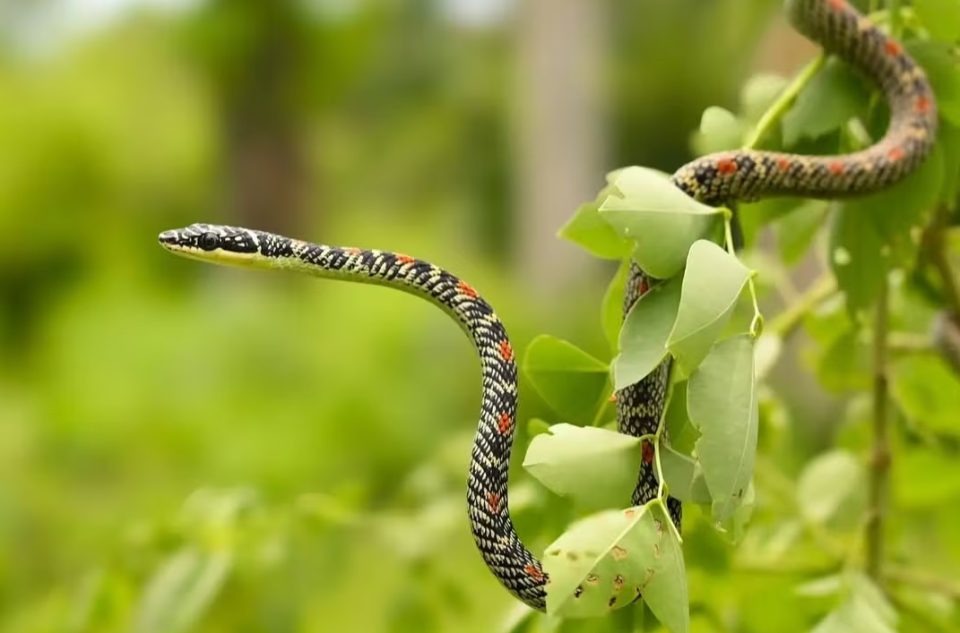 Flying Snakes: क्या सच में पाए जाते हैं उड़ने वाले सांप, जानिए पूरा सच