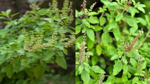 Tulsi Plant Take Care: ठंड में तुलसी को कैसे रखें हरा-भरा, करें ये 3 आसान उपाय