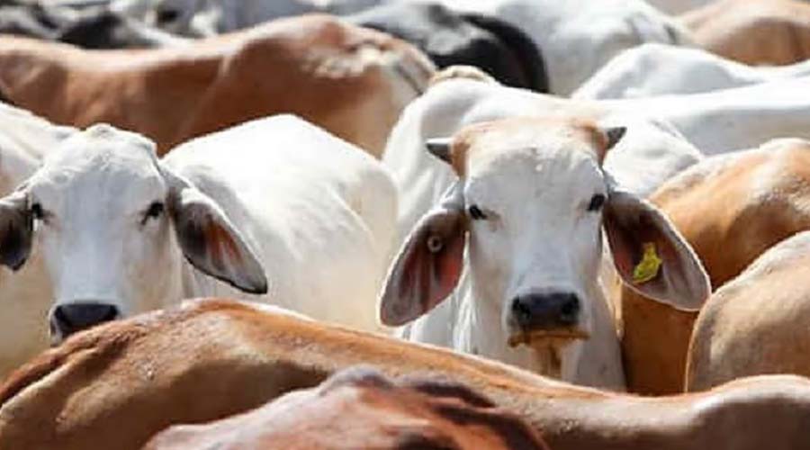 पुंछ में गौवंश के अवशेष मिलने से फैली सनसनी, जांच में जुटी पुलिस