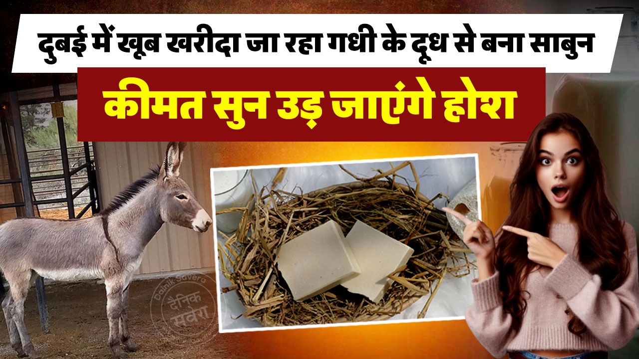 दुबई में खूब खरीदा जा रहा गधी के दूध से बना साबुन, कीमत सुन उड़ जाएंगे होश