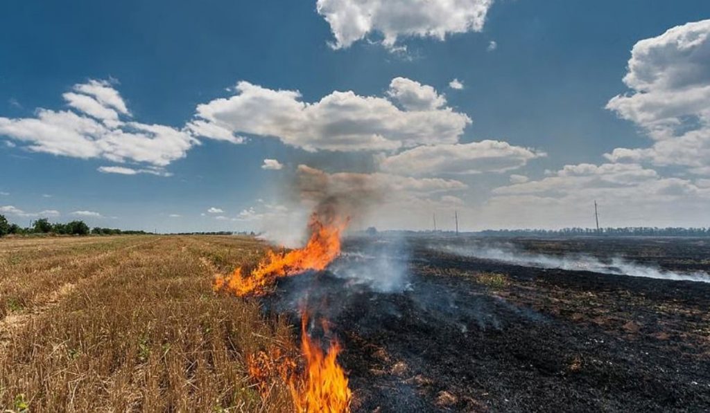 Stubble Burning