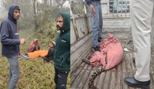 हिमाचल की बल्हघाटी में आदमखोर तेंदुए का आतंक, एक की मौत, पांच घायल