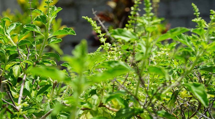 Tulsi Benefits: अगर आपके घर की भी तुलसी दे रही है ये 3 संकेत; तो न करें नजरअंदाज
